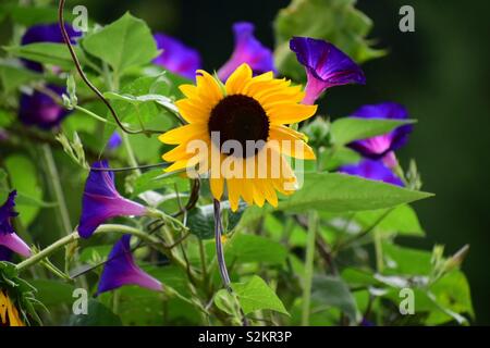 Sonnenblume und Morning Glory koexistieren Stockfoto