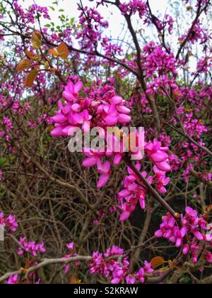 Judas Baum in voller Blüte Stockfoto