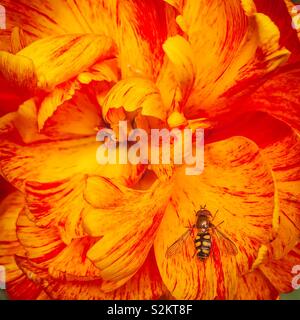 Orange zier Tulip und Hoverfly insekt Stockfoto
