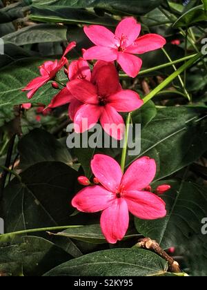 Hot Pink Jatropha Partner, Peregrina oder würzigen Jatropha Blumen wachsen in einem Garten. Stockfoto