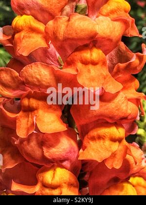 Hot Pink und Orange perfekte Wahl Matthiola Incana, graue Lager, Nacht-duftenden Lager, Abend-duftenden Lager, tenweeks lieferbar Blumen. Stockfoto