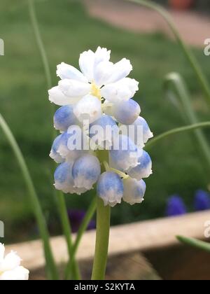 Blau-weiße Feder Traubenhyazinthen (Muscari) Stockfoto