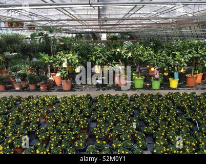 In einem Gewächshaus einer Gärtnerei, Pflanzen und Blumen Stockfoto