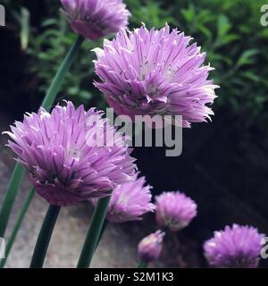 Lila Schnittlauch Blumen auf einem Sommertag Stockfoto