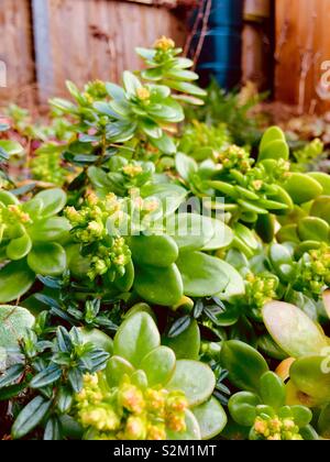 Sukkulenten in Garten Steingarten Stockfoto