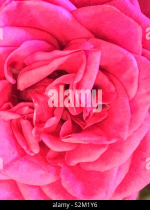 Full Frame Detailansicht eines perfekten hell rosa Nelke Blume. Stockfoto