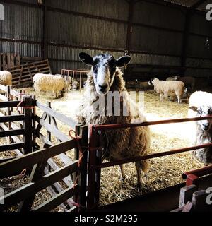 North Country Maultier Schaf Stehend auf einem Tor, Vereinigtes Königreich Stockfoto