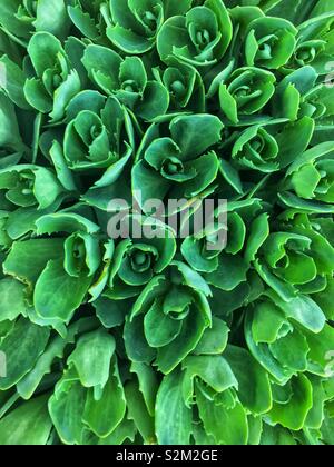 Beliebte Gartenpflanze stone Crop, Fetthenne, Sedum, live forever, orpine, saftig grünem Laub. Stockfoto