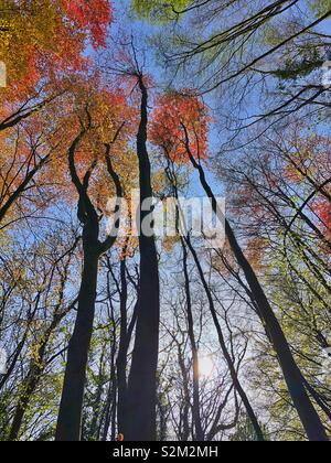 Sonnenlicht durch Buche Wald im Frühjahr mit frische Blätter. Stockfoto