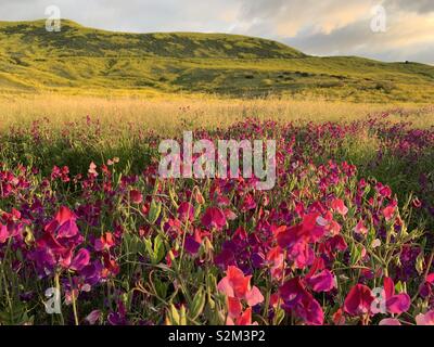 Wildblumen wachsen in einem Feld in San Juan Capistrano, Kalifornien. Diese Blumen sind Teil der super blühen von Frühjahr 2019. Stockfoto