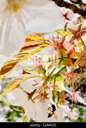 Eine Biene sammelt Nektar aus der Kirschbäume. Stockfoto