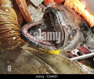 Großen frischen Fisch mit scharfen Zähnen in einem fischhändler Stockfoto