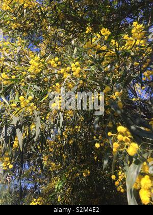 Silber WATTLE oder MIMOSA Acacia dealbata junge Pflanze - Massen von gelben Blüten öffnen sich auf der älteren Anlagen im frühen Frühjahr Stockfoto