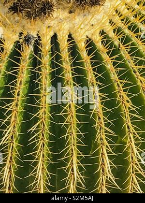 Kaktus auf dem Campus der Mayo Clinic in Scottsdale, Arizona. Stockfoto