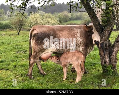 Junges Kalb saugt Milch von der Mutter Stockfoto