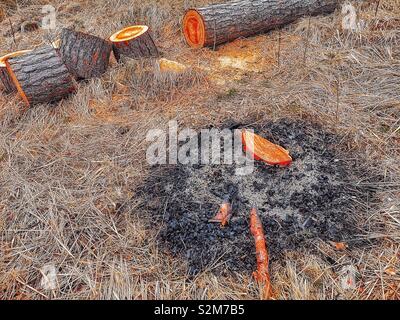 Asche von Ausgebrannten Feuer und frisch geschnitten Protokolle, Schweden, Skandinavien Stockfoto