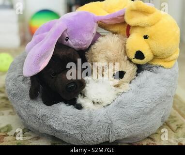 Kleine weiße Welpen schlafen unter bunten Stofftieren in sanften Grau Bett mit Kugeln im Hintergrund. Stockfoto