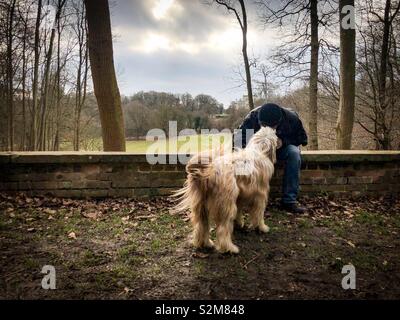 Bearded Collie Hund und Besitzer der Liebe auf einen schönen Spaziergang in Ashridge, Hertfordshire Stockfoto