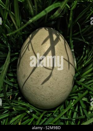 Eine grüne Weide angehoben, Käfig frei, frei, um Frische unverarbeitete Ei aufgrund der Techniken in der Landwirtschaft verantwortlich. Stockfoto