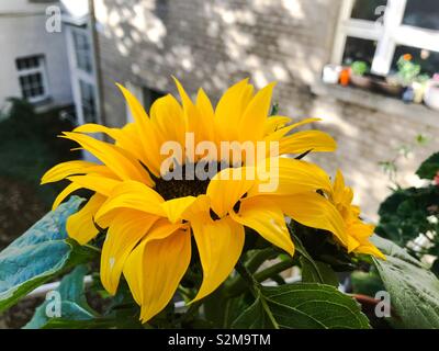 Balkon Sonnenblume - Gartenarbeit Stockfoto