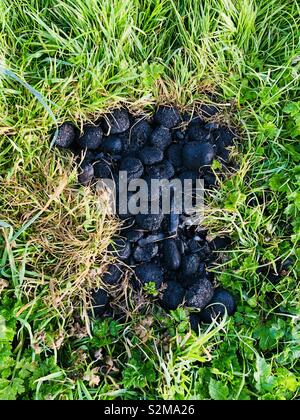 Holzkohle Ziegel in weichen, nassen Gras gelegen. Am Eastwood Naturschutzgebiet Bristol GROSSBRITANNIEN Stockfoto