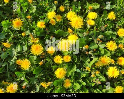 Löwenzahn (Taraxacum officinale) wachsen in einem South Wales Feld im April. Stockfoto