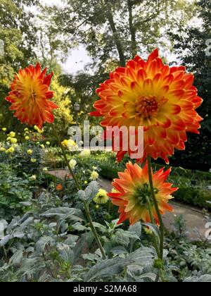 Dahlien blühen in Madrid Botanischer Garten Stockfoto