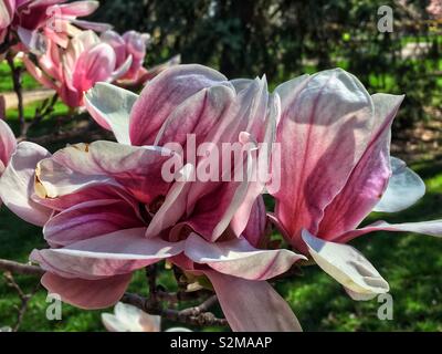 Riesige auffällige schöne rosa und weißen Magnolienblüte an einem sonnigen Frühlingstag, als Zeichen des Frühlings. Stockfoto
