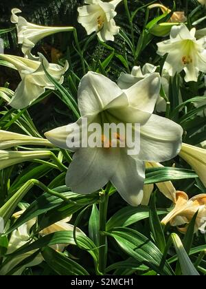 Frische schöne Ostern Lily wächst im Garten. Stockfoto