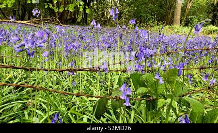 Bluebells und Stacheldraht. Ein Berkshire Bluebell Holz im Frühjahr. Stockfoto