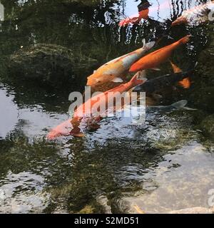 Koi Teich in Hawaii Stockfoto