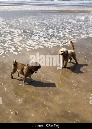 Beachbabes Stockfoto