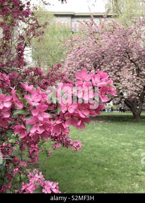 Prairie Fire crabapple Tree in voller Blüte im Madison Square Park im Frühling, NYC, USA Stockfoto