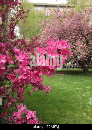 Prairie Fire crabapple Tree steht in voller Blüte im Madison Square Park im Frühling, New York City, USA Stockfoto