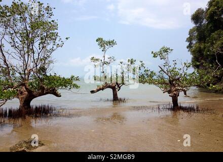 Mangrove, Bako Nationalpark, Sarawak, Borneo, Malaysia Stockfoto
