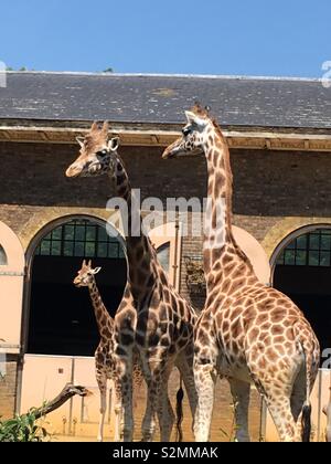 Giraffen Stockfoto