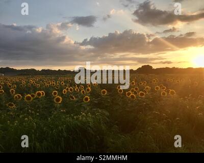 Ein Sonnenuntergang über ein Sonnenblumenfeld Stockfoto