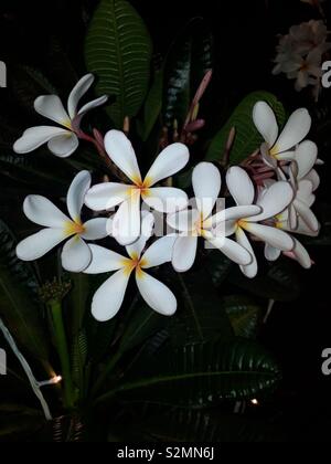 Weiß, 5 blättrige Blume Stockfoto