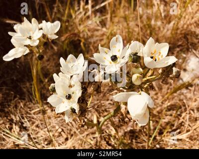 Eine Gruppe von weißen Blumen auf Menorca Stockfoto