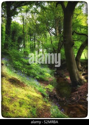 Bluebell Holz mit einem Stream durch läuft Stockfoto