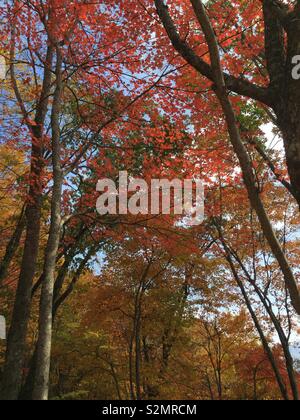 Herbstfarben im Joyce Kilmer-Slickrock Wildnis, NC Stockfoto
