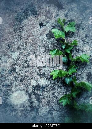 Efeu auf alten Flechten bedeckte Wand digital mit blauen Ton verarbeitet Stockfoto