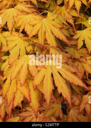 Blätter der Garten baum Acer Orange Traum im Frühling. Stockfoto