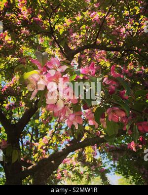 Blühende crabapple Tree, Central Park, Honesdale, Pennsylvania Stockfoto