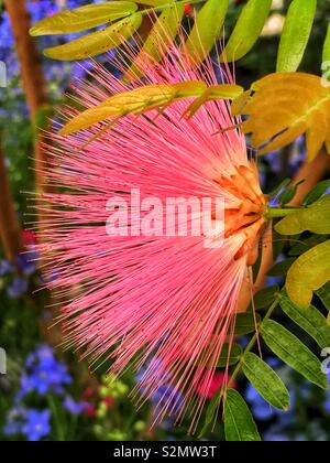 Perfekt rosa Barringtonia racemosa, Pulver-puff Baum, pooeierkwasboom, Iboqo, Putat Baum Blume in voller Blüte. Stockfoto