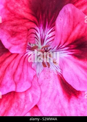 Full Frame Nahaufnahme einer rosa Stiefmütterchen Blume in voller Blüte. Stockfoto