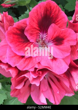 Full Frame Detailansicht eines Rosa Stiefmütterchen Blume in voller Blüte. Stockfoto