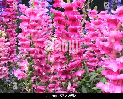 Wald von Pink snapdragon Blumen in voller Blüte. Stockfoto