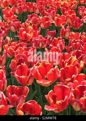 Im freien Feld und Blume Garten voller perfekt roten und gelben Tulpen in voller Blüte. Stockfoto