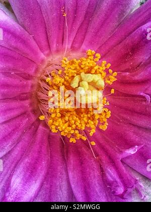 Full Frame Makro Nahaufnahme von einem hellen rosa glück Cactus Blume in voller Blüte. Stockfoto
